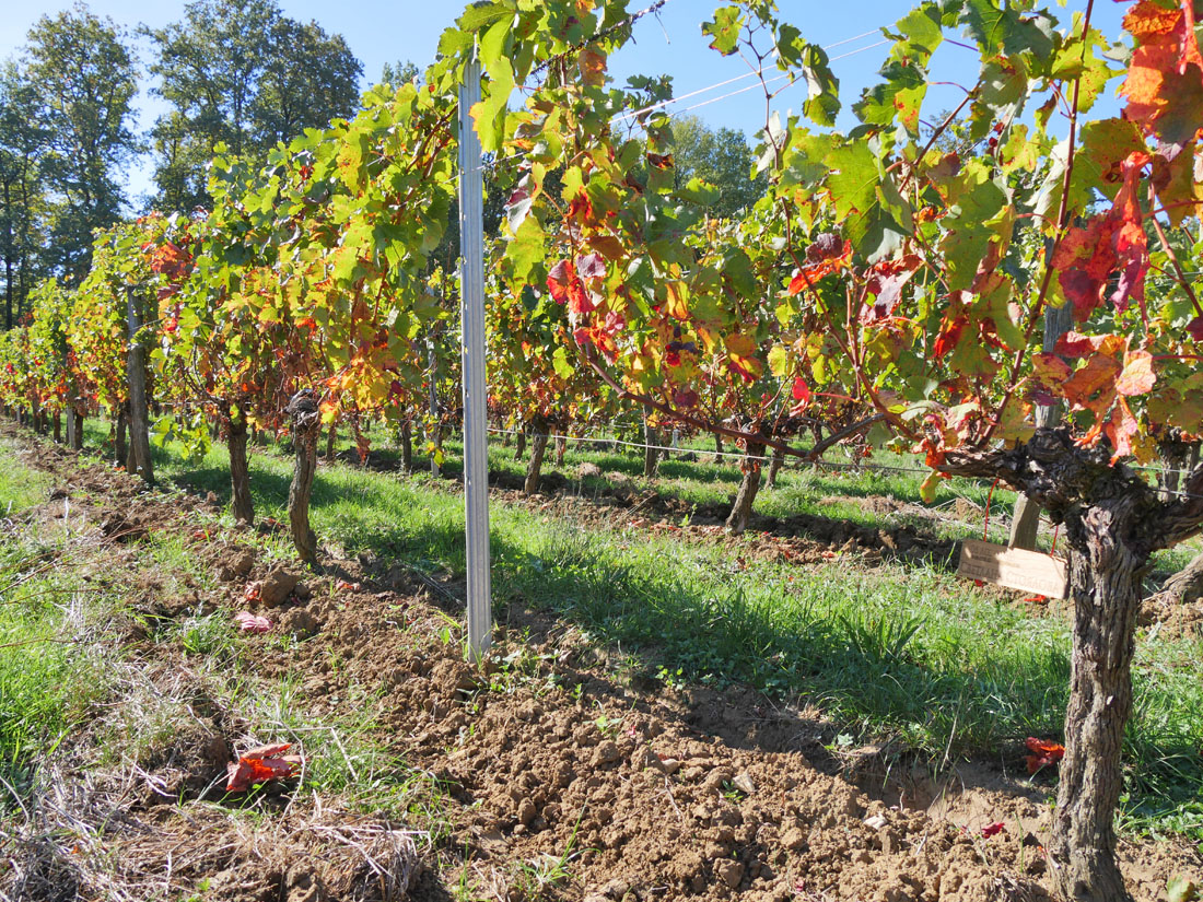 Виноградник на урожай